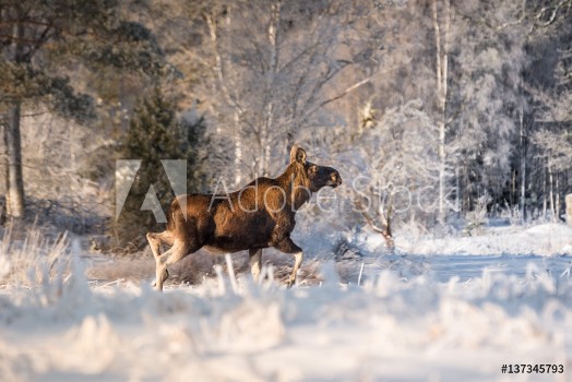 Picture of Mother moose trotting in snow on a sunny winter day in Sweden